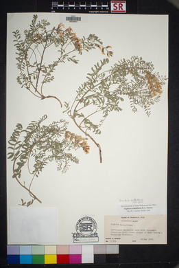 Sophora nuttalliana image