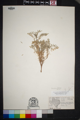 Sophora nuttalliana image