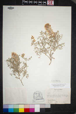 Sophora nuttalliana image