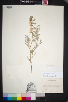 Sophora nuttalliana image