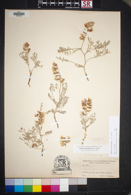 Sophora nuttalliana image