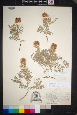 Sophora nuttalliana image