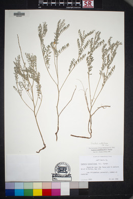 Sophora nuttalliana image