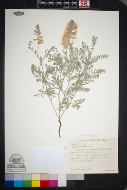 Sophora nuttalliana image