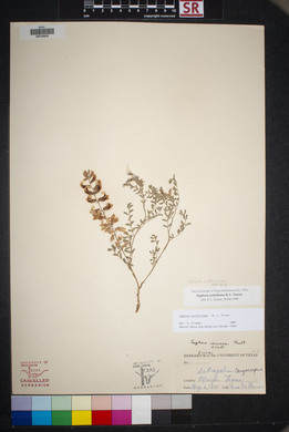 Sophora nuttalliana image