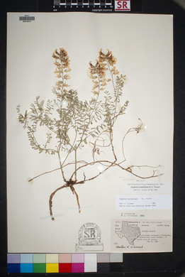 Sophora nuttalliana image