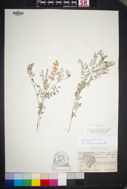 Sophora nuttalliana image