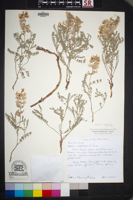 Sophora nuttalliana image