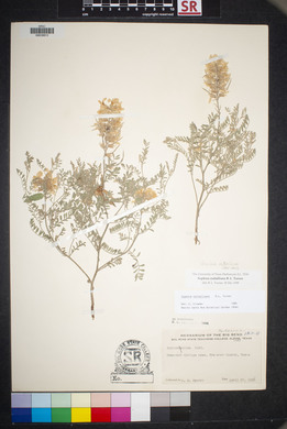 Sophora nuttalliana image