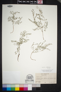 Sophora nuttalliana image