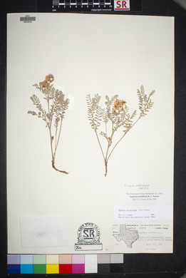 Sophora nuttalliana image