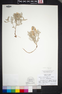 Sophora nuttalliana image