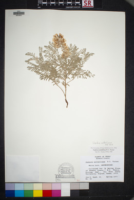 Sophora nuttalliana image