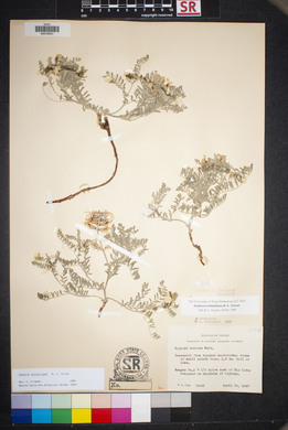 Sophora nuttalliana image