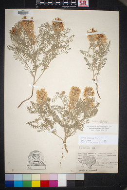 Sophora nuttalliana image