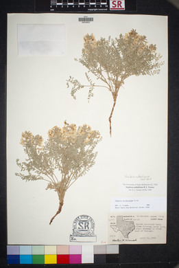 Sophora nuttalliana image