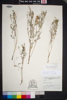 Sophora nuttalliana image