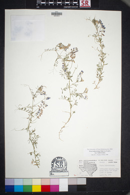 Vicia ludoviciana image