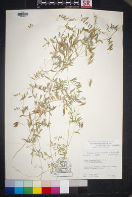 Vicia ludoviciana var. ludoviciana image