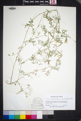 Vicia leavenworthii image