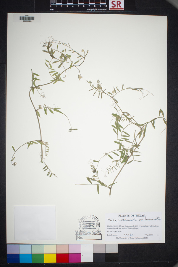 Vicia leavenworthii var. leavenworthii image