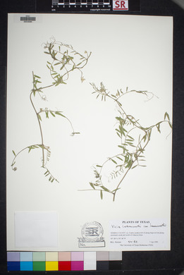 Vicia leavenworthii image