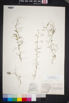 Vicia ludoviciana image