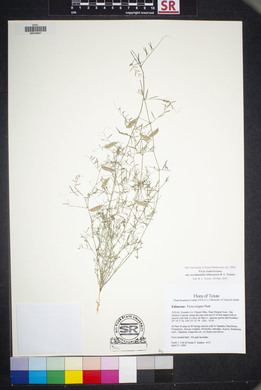 Vicia ludoviciana image