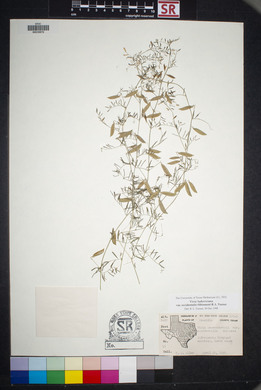 Vicia ludoviciana image