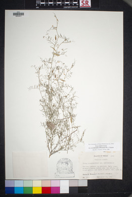 Vicia ludoviciana image