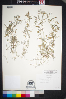 Vicia ludoviciana image