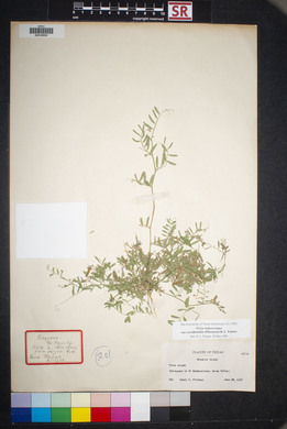 Vicia ludoviciana image