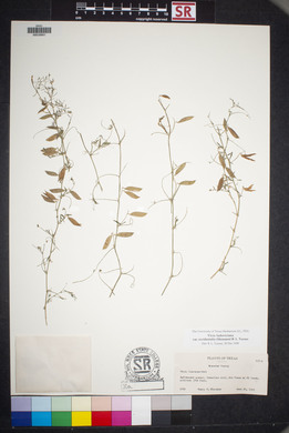 Vicia ludoviciana image