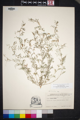 Vicia ludoviciana image