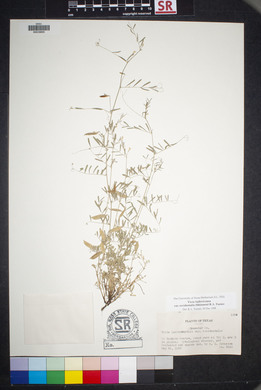 Vicia ludoviciana image