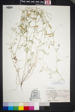 Vicia ludoviciana image