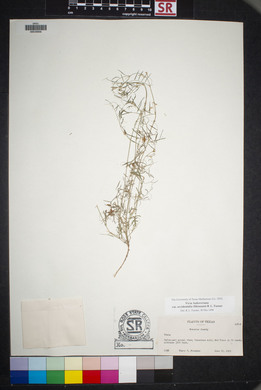 Vicia ludoviciana image