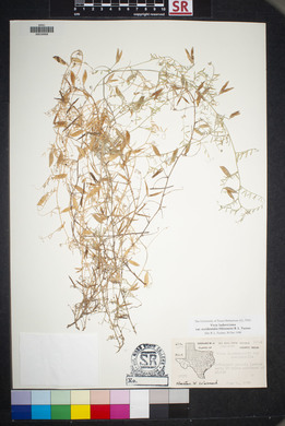 Vicia ludoviciana image