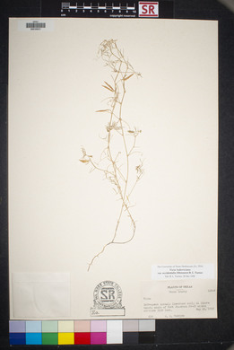 Vicia ludoviciana image