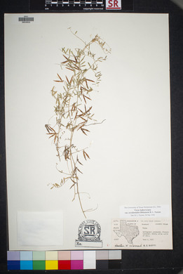 Vicia ludoviciana image