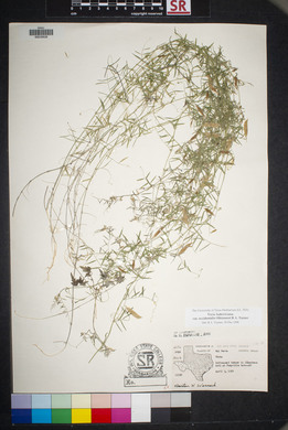 Vicia ludoviciana image