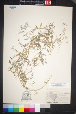 Vicia ludoviciana image