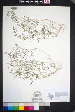 Vicia minutiflora image