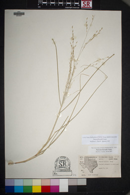 Panicum havardii image