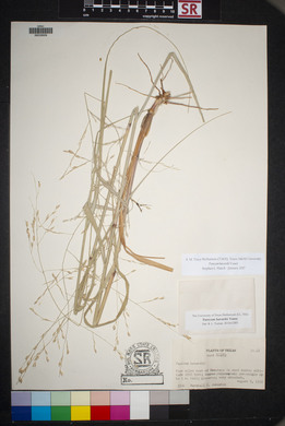 Panicum havardii image