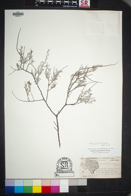 Krameria bicolor image