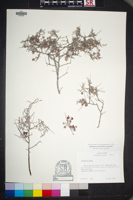 Krameria bicolor image