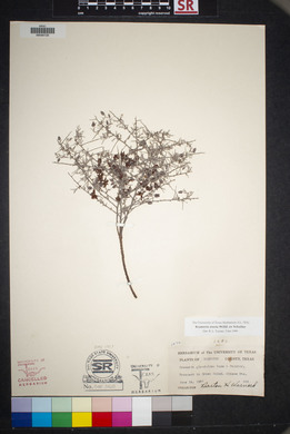 Krameria erecta image