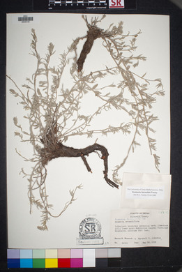 Krameria lanceolata image