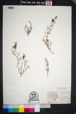 Krameria lanceolata image